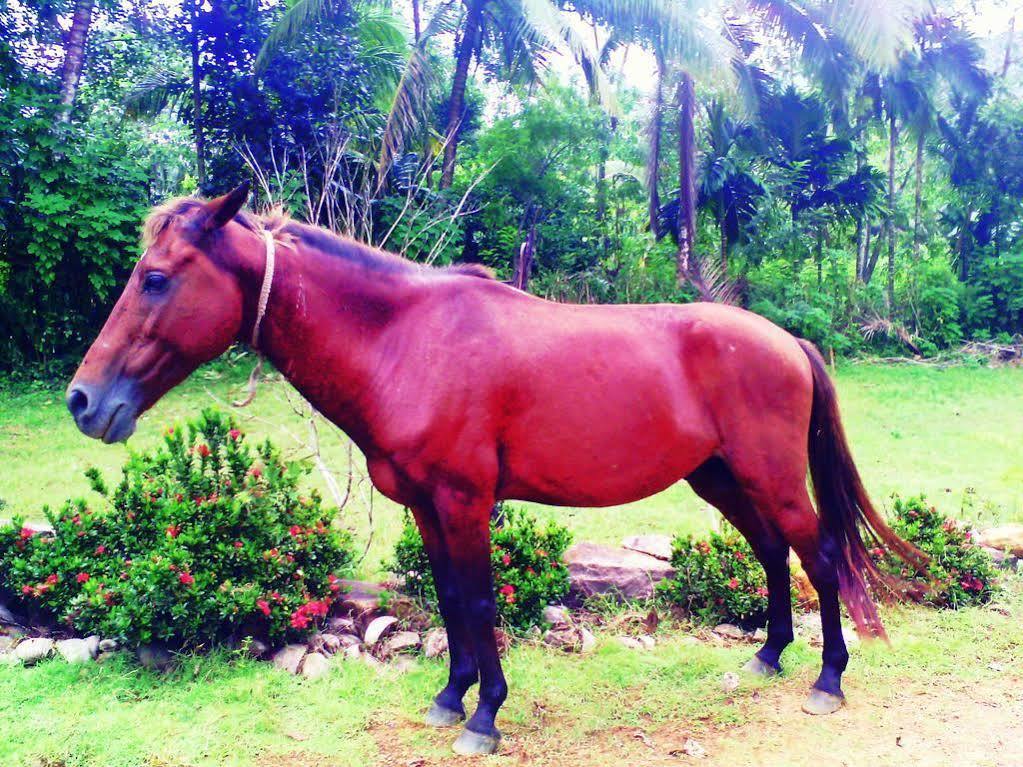 Sapphire Holiday Resort Ratnapura Luaran gambar